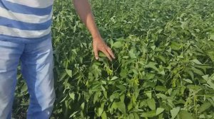 Казак Головатый Г. Ст. это понял! То, что одиннадцатое тысячелетие не могут понять безголовые.