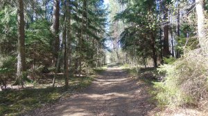 Релаксация. Звуки леса. Пение птиц.