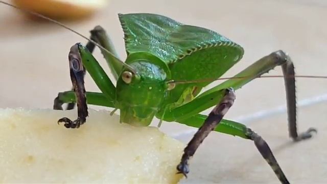 Siliquofera grandis eating apple смотреть онлайн