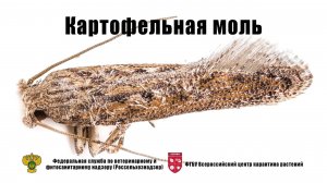 Картофельная моль