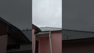 голуби, Грибунов Тяга Играевич