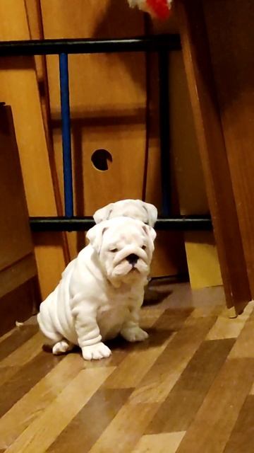 Девочка для состоятельных,влюбленных в породу❤️ и уважающий себя и труд заводчика будущих владельце смотреть онлайн