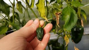 Перец острый Анко Поблано 10.09.23