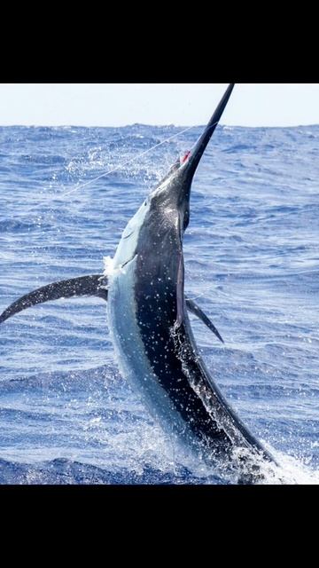 The fastest swimming 🐟 animal in the world. #shorts смотреть онлайн