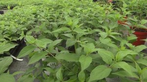 Предлагаем начать последний рабочий день недели с нового выпуска Дачных советов 😊