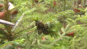 Зеленый участок. Хермес – вредитель хвойных