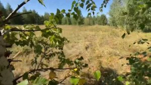 Как правильно заготавливать ветку для Веников?| заготовка ветки для Веников