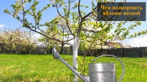 Подкормка яблонь весной