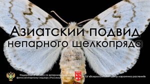 Азиатский подвид непарного шелкопряда