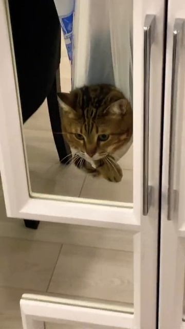 Кот пчела! Приколы с животными