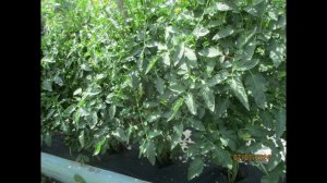 Любите крупные вкусные помидоры? Тогда вам нужен Томатный  Гном Специальный.