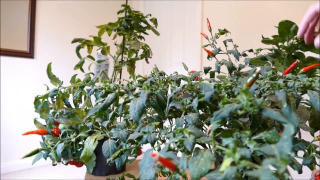 Pepper and Tomato Plants Update (September 2018) смотреть онлайн