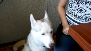 ХАСКИ РАЗГОВАРИВАЕТ !!! СМЕШНО ДО СЛЁЗ / HUSKY TALKING !!! FUNNY TO TEARS