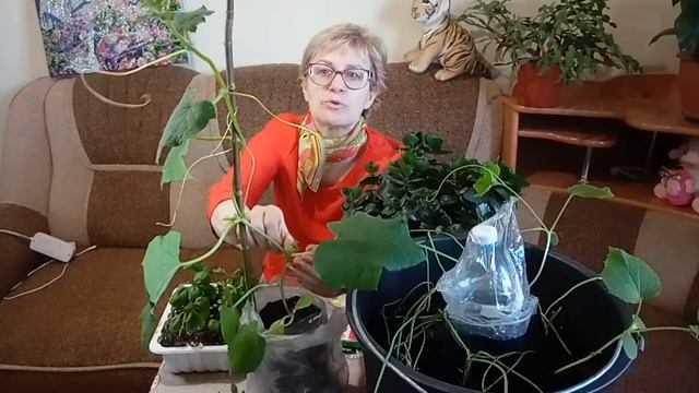 ОГУРЦЫ без участка. Выращиваем огурцы дома. Посеем Пожуем