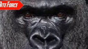 Gorilla vs Leopard in Tamil / Madhan info