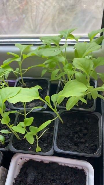 Наша первая рассада 🌱 смотреть онлайн