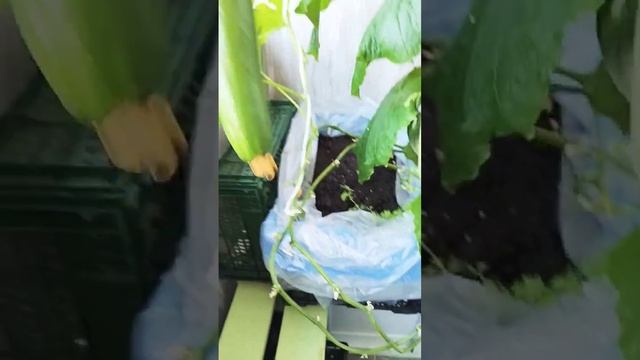 Очередной сбор огурцов с балкона. смотреть онлайн