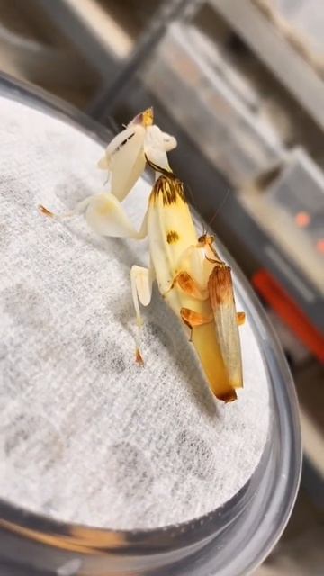 orchid mantis 📽️: kortnee #insects #orchidmantis #mantis #shorts смотреть онлайн