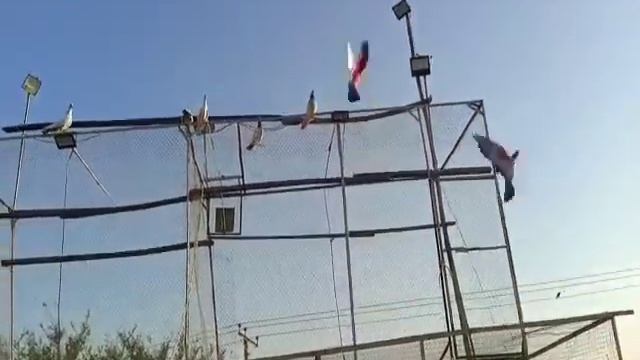 Laga Tar Ki Baazi K Final Main Aj Sab Kabotron Ko F 16 Bana Kar Chora | Kaboter Baazi | Mohar Wala смотреть онлайн