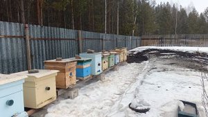 Выставил пчёлок на улицу 14.03.26