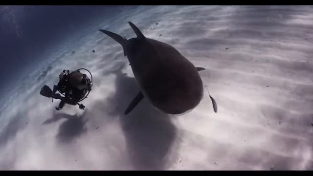 Тигры-прекрасны! смотреть онлайн