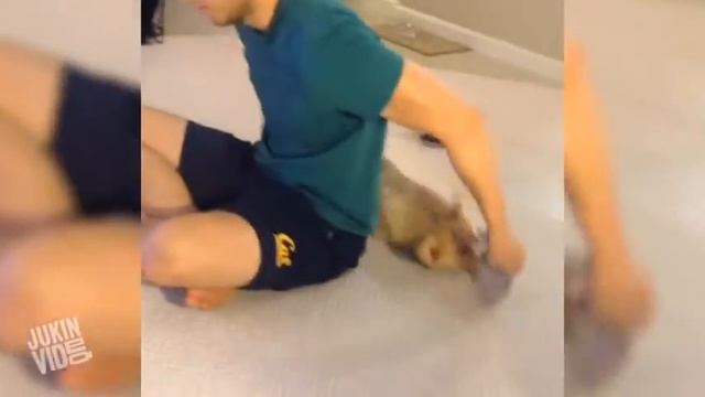 Забавные собачки корги смотреть онлайн