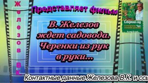 В. Железов ждет садовода. Черенки из рук в руки...