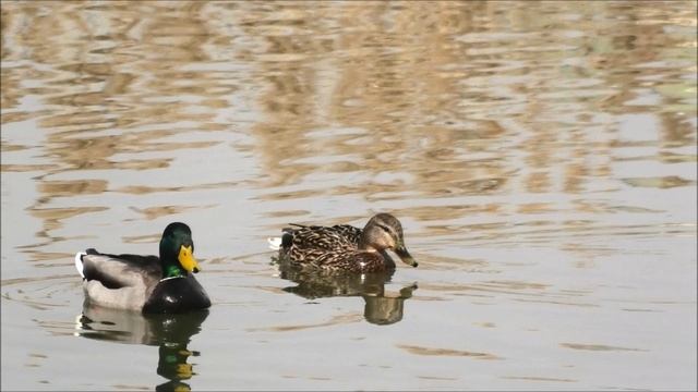 Утки на пруду. смотреть онлайн