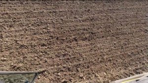 Посев озимой #пшеницы сеялкой #VÄDERSTAD #rapid400  /Winter #wheat seeding season #2021