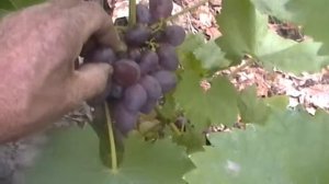 Сорт винограда Прометей