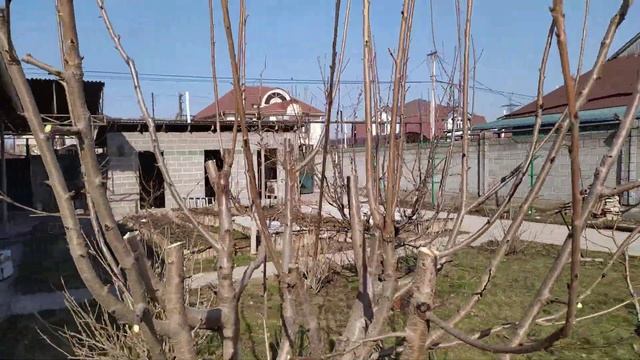 Черешня KGB стрижка на цикличность веток. смотреть онлайн