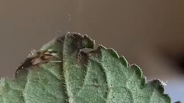 Anthocoris nemorum walking on leaf смотреть онлайн