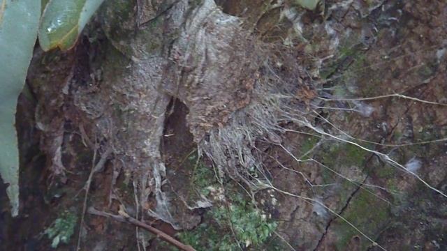 Northen tree-dwelling funnel-web spider смотреть онлайн