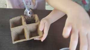 Огород на подоконнике