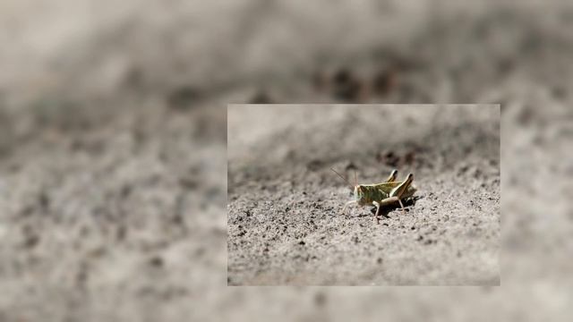 Ненасытная САРАНЧА - поедает ВСЕ! Откуда берутся и куда исчезают миллиарды насекомых?