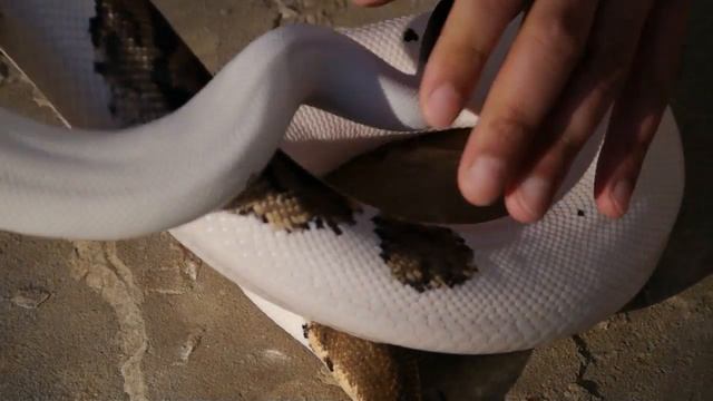 Leopard Combos Part 2 смотреть онлайн