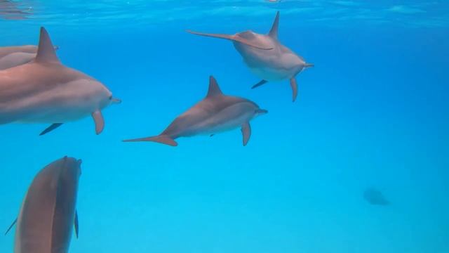 Archer Fish Vs Dolphine Vs Crab - Coffin Dance Meme Cover смотреть онлайн