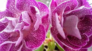 Перевалка глоксиний