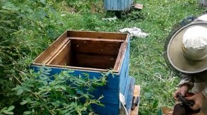 Богатый пчеловод ПЕРЕСАДКА ПЧЕЛ ИЗ ЛОВУШКИ В УЛЕЙ