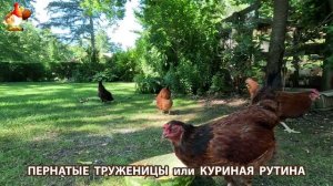 Куры несушки свободного выгула и их обычная куриная рутина – эпизод (96)