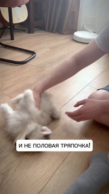 Игрушечный ❤️🔥 #помски #хаски #минихаски #щенок #shorts #шпиц #baby #pomsky #smalldog #pomskypuppy смотреть онлайн