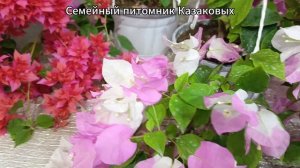 Наша небольшая коллекция Бугенвиллии