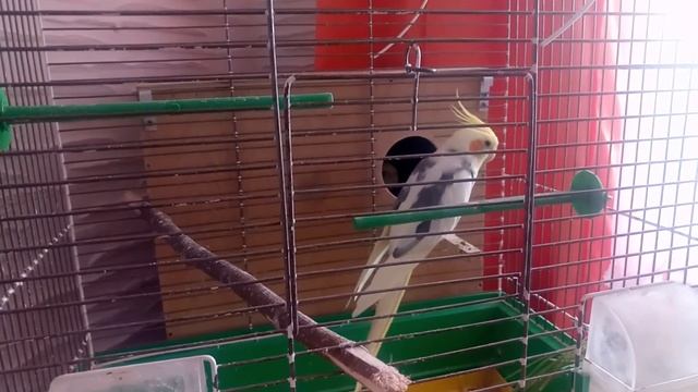 Помогите определить кто с них самка? смотреть онлайн