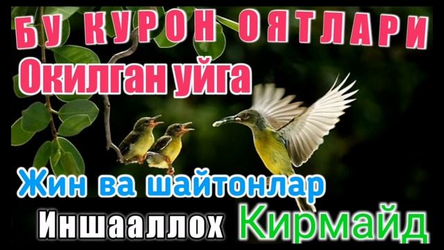 60 yoshdan oshgan ayolning ogli bilan jinsiy aloqa videosi Dumbali qizlar