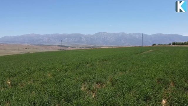 ҚАЙ КҮНДЕ ҚАНДАЙ ҚАСИЕТ БАР? смотреть онлайн