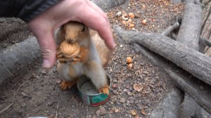 Кормлю белок. Зарисовка