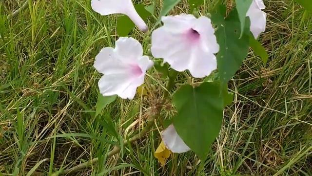 Ipomoea carnea (medicinal plant) смотреть онлайн