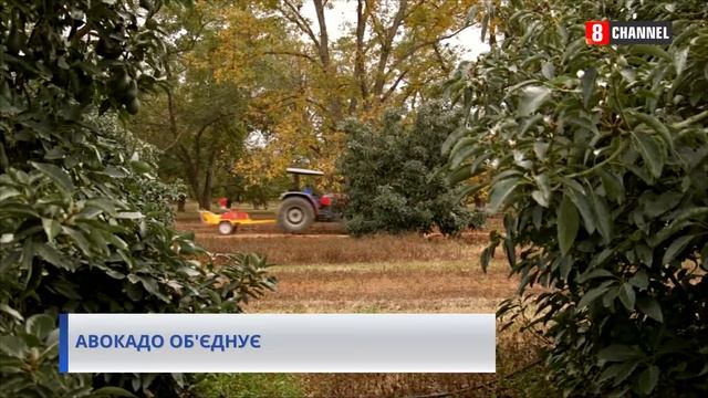 Нова Зеландія почала експорт авокадо у Китай смотреть онлайн