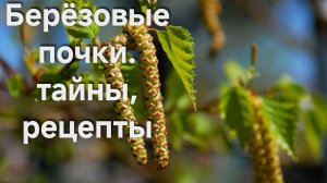 ЧТО ЛЕЧАТ? КАК ПОМОГАЮТ БЕРЁЗОВЫЕ ПОЧКИ? СВОЙСТВА, КОТОРЫЕ ЗНАЛИ НАШИ ПРЕДКИ. ВСЯ ПРАВДА.