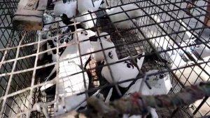 KAPTAR BOZORI ANDIJON KAPTARLARI FARG'ONA 2020 YIL IYUN